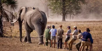 En Afrique, une ONG surpuissante « accapare des terres au nom de la nature »