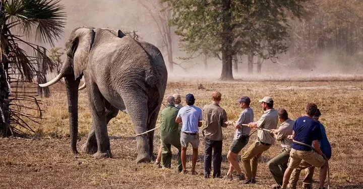 En Afrique, une ONG surpuissante « accapare des terres au nom de la nature »